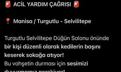 Turgutlu'da sokakta kedi başı bulundu iddiası