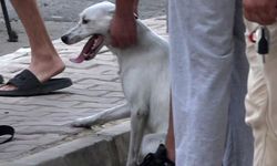 Yangın çıkan evdeki 2 köpeği itfaiye kurtardı