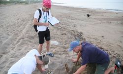 Yavru caretta sezonu başladı