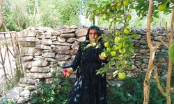 Yüksekova'da ekşi elma mesaisi