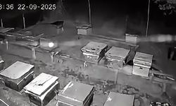 Arıcıların 4 kovan balını yiyen bozayı kamerada