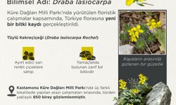 Bakan Yumaklı: Tüylü Kekreçiçeği, Türkiye florasına kaydedildi