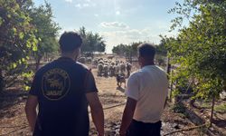 Çalınan koyunlar 50 saatlik görüntü incelenerek bulundu