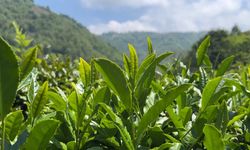 Çay atığından topraksız tarım; ‘kokopit'e alternatif ‘çaykopit'