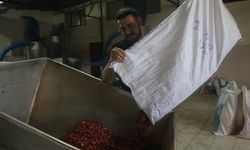 Coğrafi işaretli Cırgalan biberinde kurutma mesaisi başladı / Ek fotoğraflar