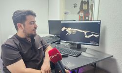 Darbe alıp felç kalan sokak kedisi, fizyoterapi ile yürümeye başladı / Ek fotoğraflar