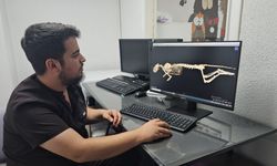 Darbe alıp felç kalan sokak kedisi, fizyoterapi ile yürümeye başladı