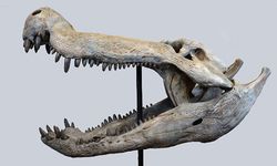Dinozorlarla beslenen bir timsah keşfedildi
