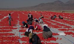 Erciyes'in eteklerinde kurutulan domatesler 9 ülkeye ihraç ediliyor