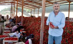 Gaziantep'te 8 bin tarım işçisi ile ‘acı' mesaisi