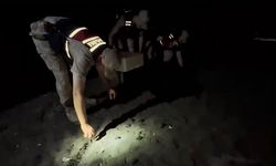 Hatay'da yönünü kaybeden yeşil deniz kaplumbağalarını jandarma denize ulaştırdı