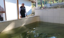 Havyarının kilosu bin avro olan mersin balığı, Bolu'da üretilip dünya pazarına sunulacak