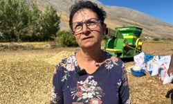 İhraç da edilen Ovacık fasulyesi, kadınların el emeğiyle toplanmaya başladı / Ek fotoğraflar