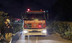 İstanbul -Beykoz'da orman yangını büyümeden söndürüldü