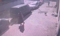 İstanbul - Sultangazi'de yürüyüş yapan kadın ve köpeğine, kedinin saldırdığı anlar kamerada