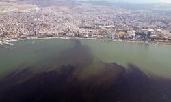 İzmir Körfezi'nde balık ölümleri sürüyor