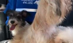 İzmir'de 20 köpeği sağlıksız şekilde evde tutan kadına 830 bin TL ceza