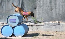 Jandarma köpeği 'Hane', orman yangınlarında kundaklama tespitinde görev yapıyor