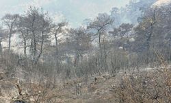 Karşıyaka Yamanlar'da yanan orman yeşeriyor