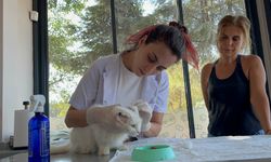 Kulakları kesilmiş olarak bulunan kedi 'Sütlaç'a, tedavisinin ardından yuva aranıyor