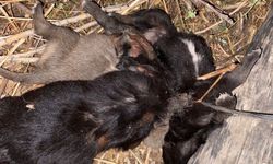 Ölü bulunan 4 köpek yavrusu, saman ipine dolanmış