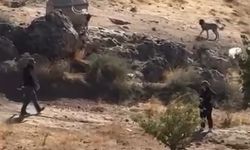 Sivas'ta yavru köpeğe sopalı şiddete gözaltı