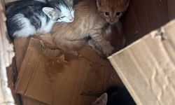 Takla atan hafif ticari aracın sürücüsü ile 4 yavru kediyi ekipler kurtardı