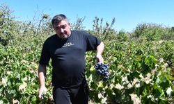 Tekirdağ'da kuraklık üzümde rekolte ve kalite kaybına neden oldu