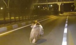 Tunceli'de kara yoluna inen bozayı kamerada