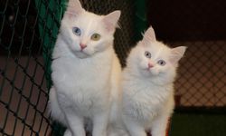 Van'da Kedi Villası'nda doğum sezonu tamamlandı
