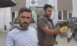 Yaralı bulduğu şahini ekiplere teslim etti