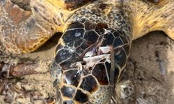 Yaralı caretta caretta tedaviye alındı