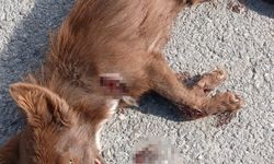 Aracın arkasında sürüklenen köpek öldü; gözaltına alınan sürücü adli kontrolle serbest