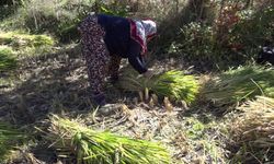 Artvin'de geleneksel yöntemlerle çeltik hasadı