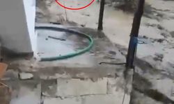 Aydın'da sağanak etkili oldu, sele kapılan 15 büyükbaş kurtarıldı; o anlar kamerada (2)