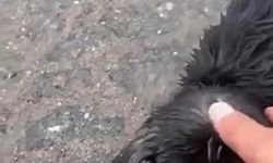 Başı plastik kaba sıkışan yavru köpeği kamyon şoförü kurtardı