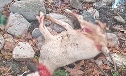 Başıboş köpekler sürüye saldırıp, 3 koyunu öldürdü
