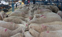 ‘Bilinçsiz ilaç tüketimi hayvanlarınızın canına mal olabilir' / Ek fotoğraflar