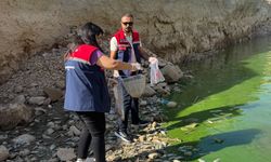 Botan Çayı'nda toplu balık ölümleri / Ek fotoğraflar