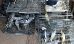 DKMP: Egzotik tür 41 papağana el konuldu