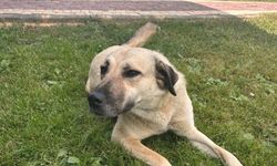 Enerjisa Üretim'den evcil dostlar için güvence ve destek
