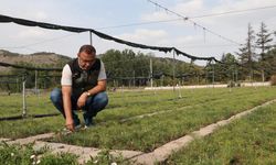 Eskişehir'de yetiştirilen fidanlar, yanan orman alanlarını yeşertecek