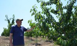 Eskişehir'de zirai dondan etkilenen 606 çiftçiye, 55 milyon lira yardım