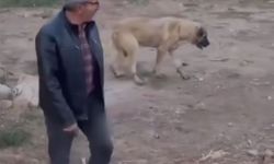 Fenalaşan köpeği kalp masajı yaparak kurtardı; O anlar kamerada