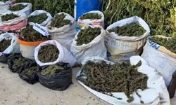 Hatay'da 89 kilo 200 gram esrar ve bin 876 kök kenevir ele geçirildi; 3 tutuklama