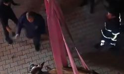 Hatay'da dama çıkan inek, vinçle indirildi