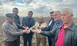 İncirliova'da 6 bin dönüm pamuk tarlası zarar gördü