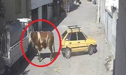Kaçan boğa, boynuz darbeleriyle park halindeki otomobile zarar verdi