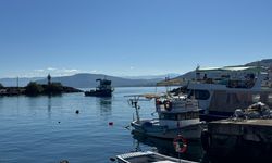 Karadeniz'de aşırı avcılık nedeniyle hamsi boyu küçüldü