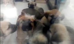 Köpekleri, cinsel istismarda bulunup öldürdüğü öne sürülen doktora 9 yıl 9 ay hapis cezası